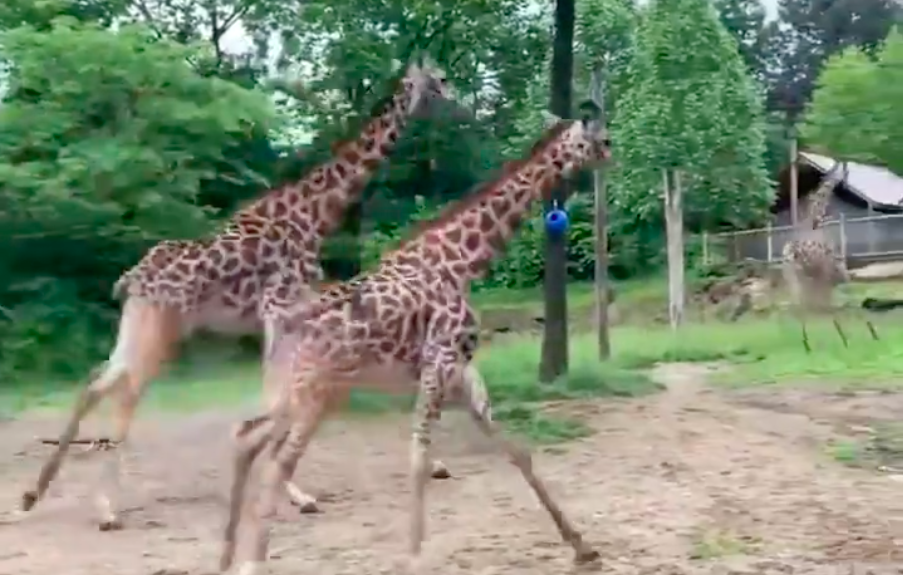 Giraffes Catch Zoomies At Cincinnati Zoo On World Giraffe Day