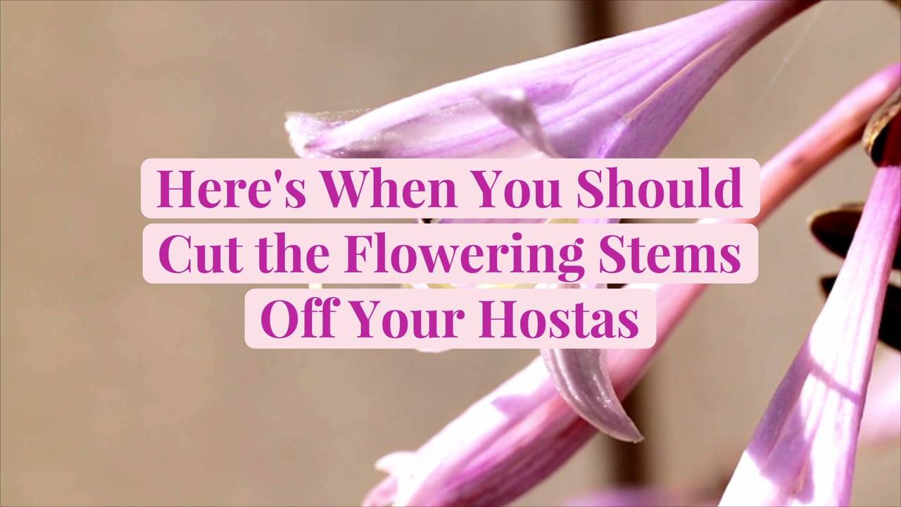 How to cut flower stems