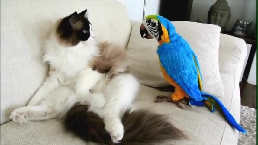 kitten meets talking toy parrot