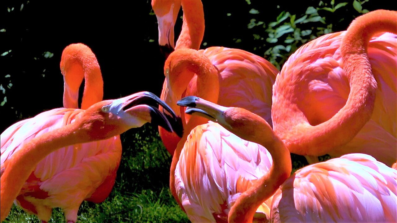 Flamingo Gardens Linkedin