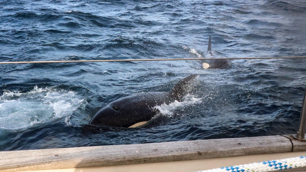 segelyacht orcas