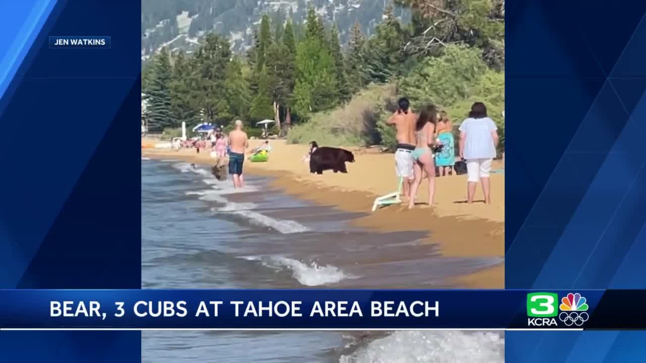 Black bear and cubs get too close for comfort on Tahoe beach