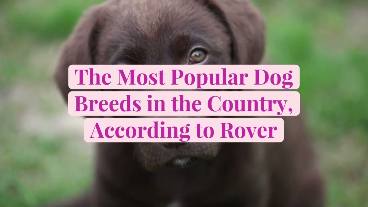 The Most Popular Dog Breeds In The Country According To Rover