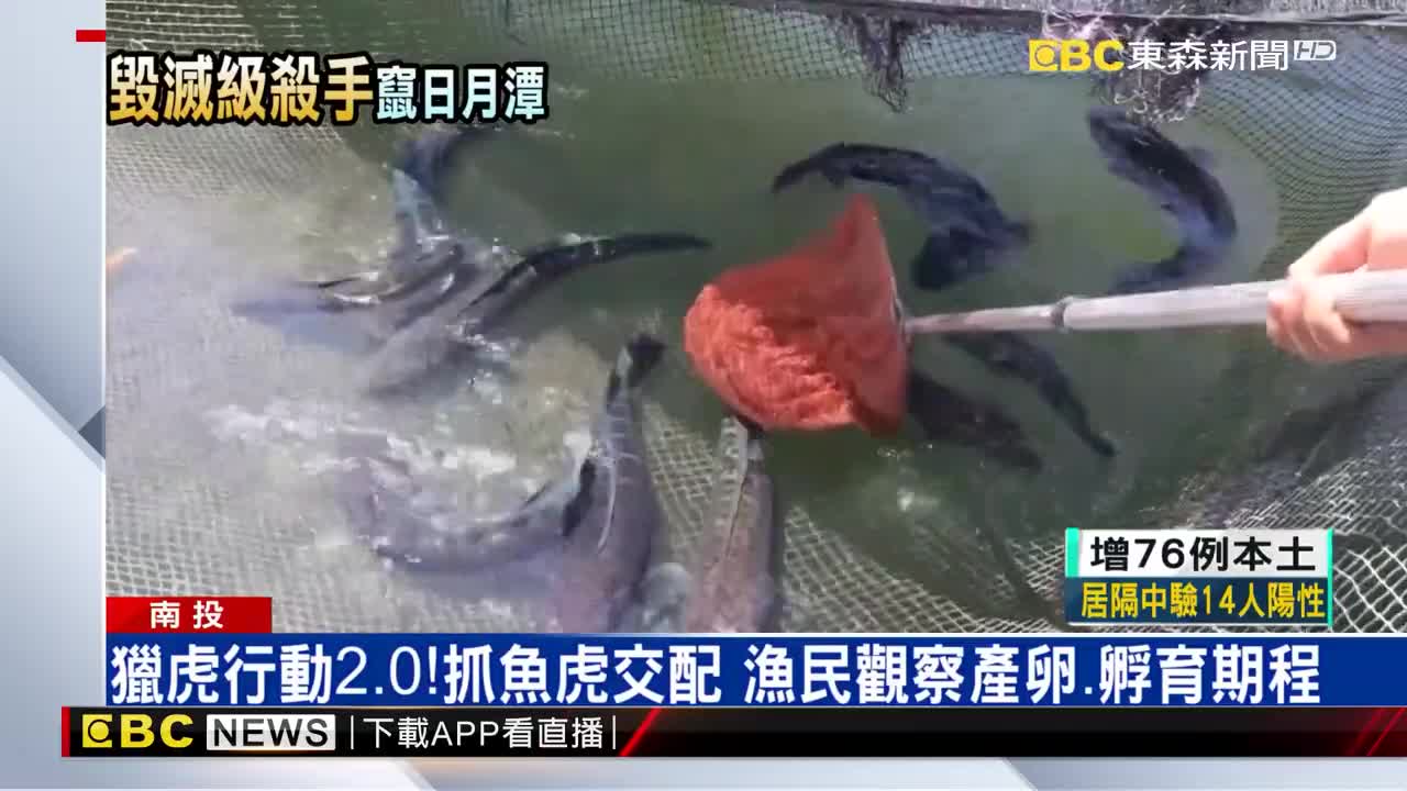 有夠派 日月潭兇猛魚虎跳岸想逃見人不怕狠瞪