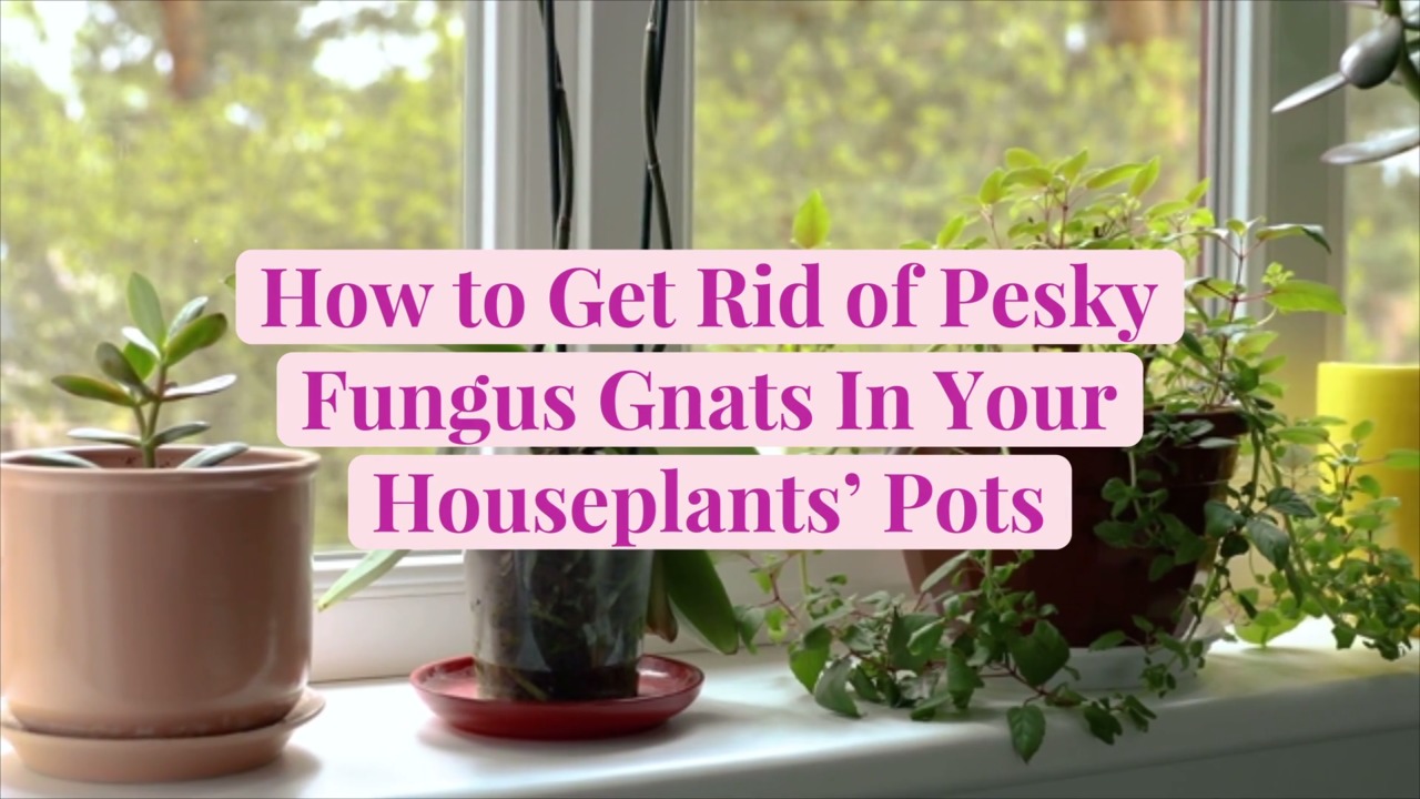 Fungus Gnats in Plants Look Like Little Flies—How to Kill Them