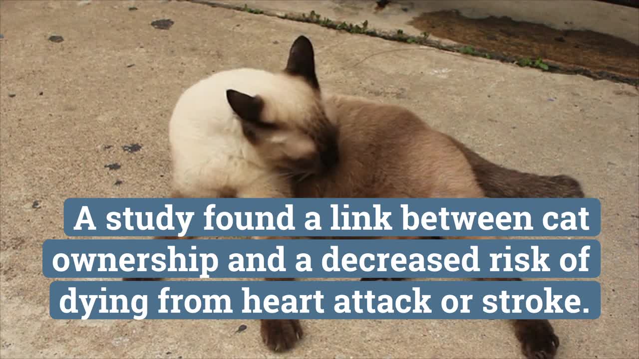 What research says about cats: they're selfish, unfeeling