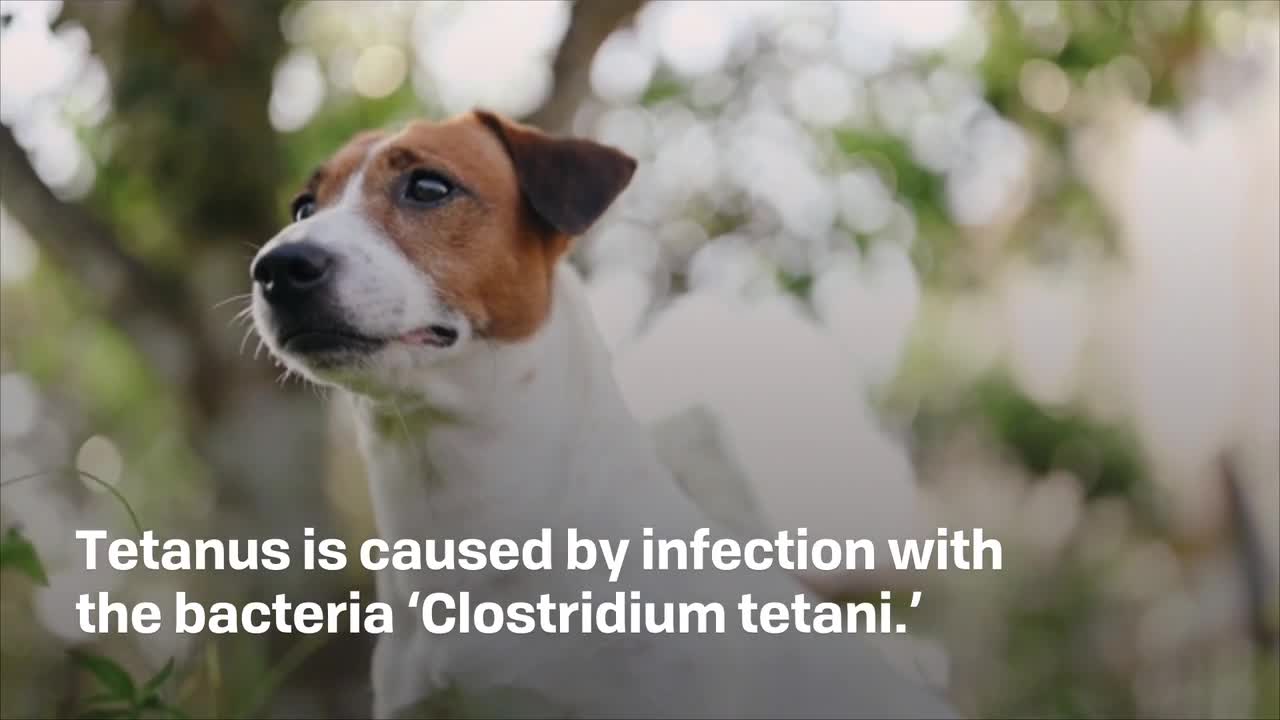 what are the signs of tetanus in a dog