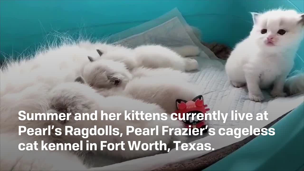 Watch This Cat Introduce Her Kitten to their Owner's Baby in an Utterly  Adorable TikTok