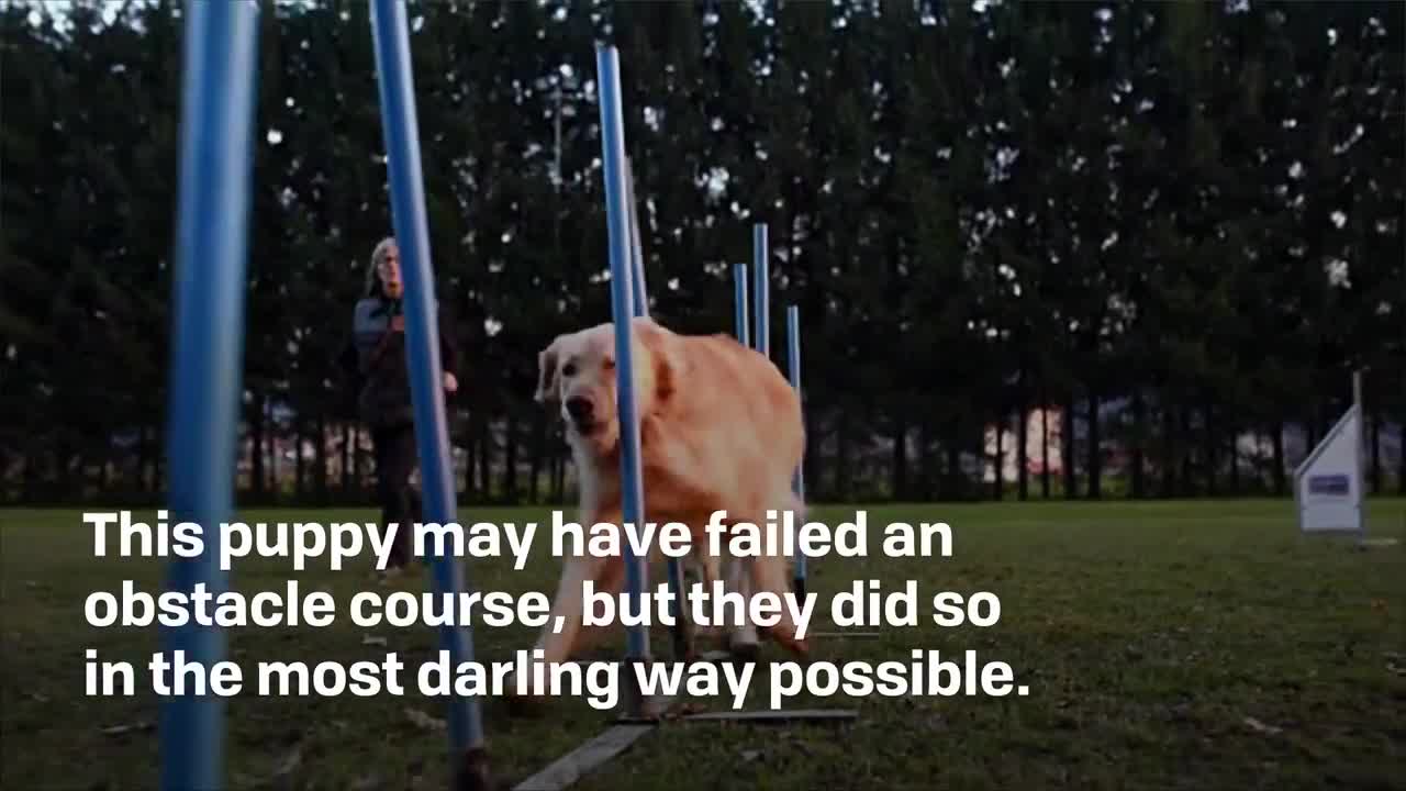 Puppy Gets Stuck on Dog Obstacle Course in Viral Video