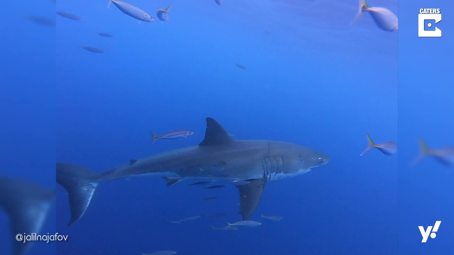 Акулы боятся пузырьков воздуха. Great White Shark Palau. Почему акулы боятся дельфинов. Baby Grey Reef Shark. Почему акула боится дельфина.