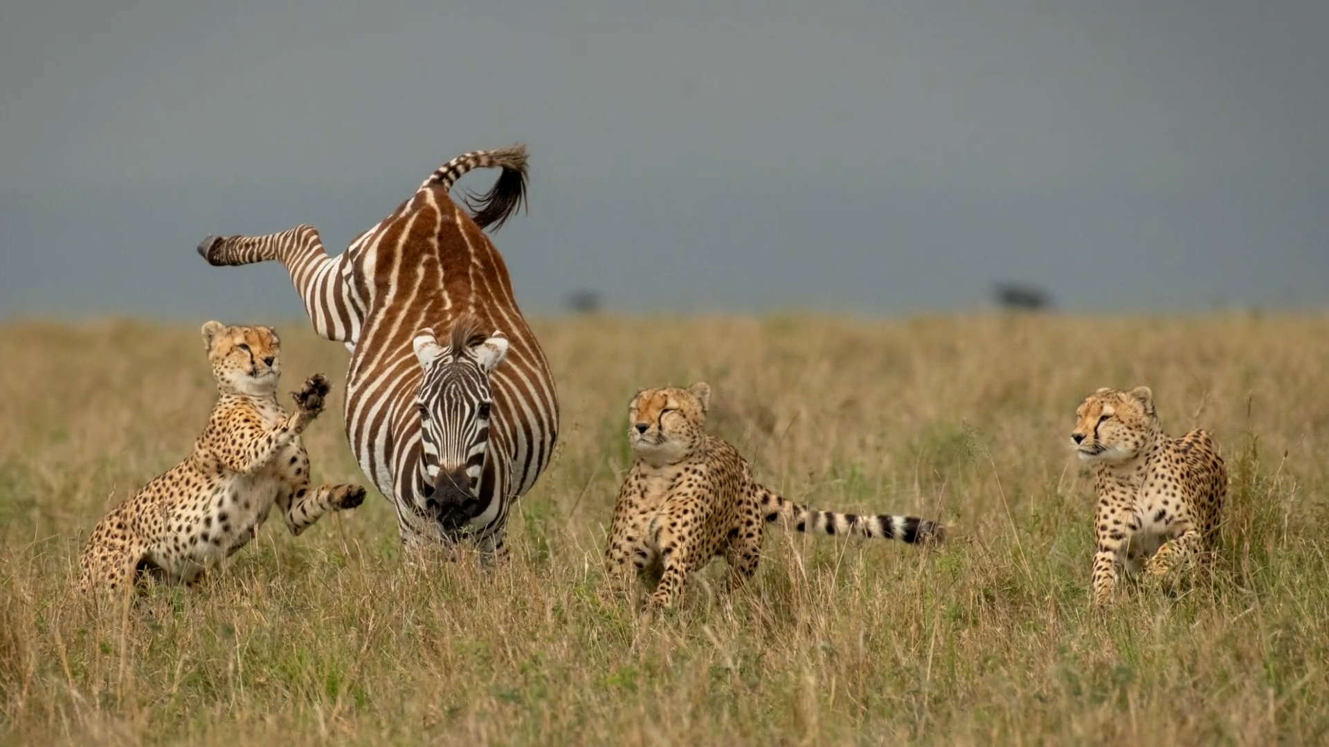 zebras and cheetahs