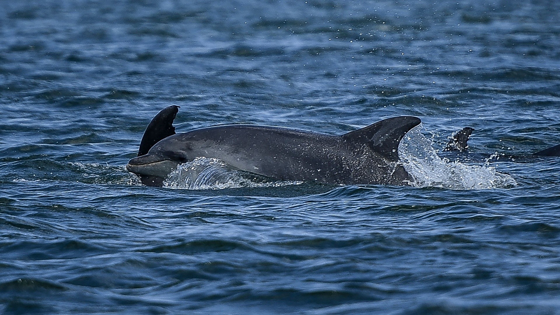 Дельфины черного моря опасны ли для человека. Дельфины черного моря. Дельфин в черном море. Промысел дельфинов в черном море. Дельфины в черном море фото.