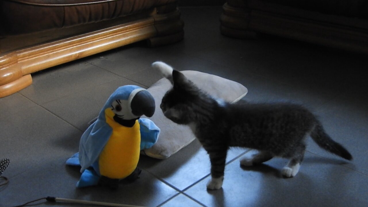 kitten meets talking toy parrot