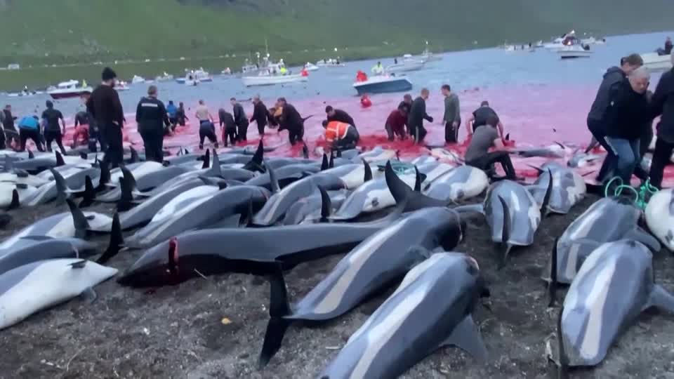 Over 1,400 dolphins killed in Faroe Islands hunt