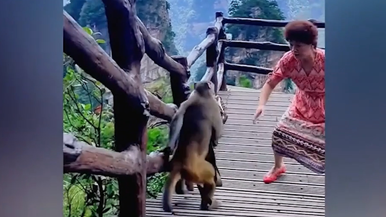 A cheeky monkey stole a tourist's purse as she attempted to take a selfie  with it at the Ubud Monkey Forest in Bali, Indonesia. 🐒�... | Instagram