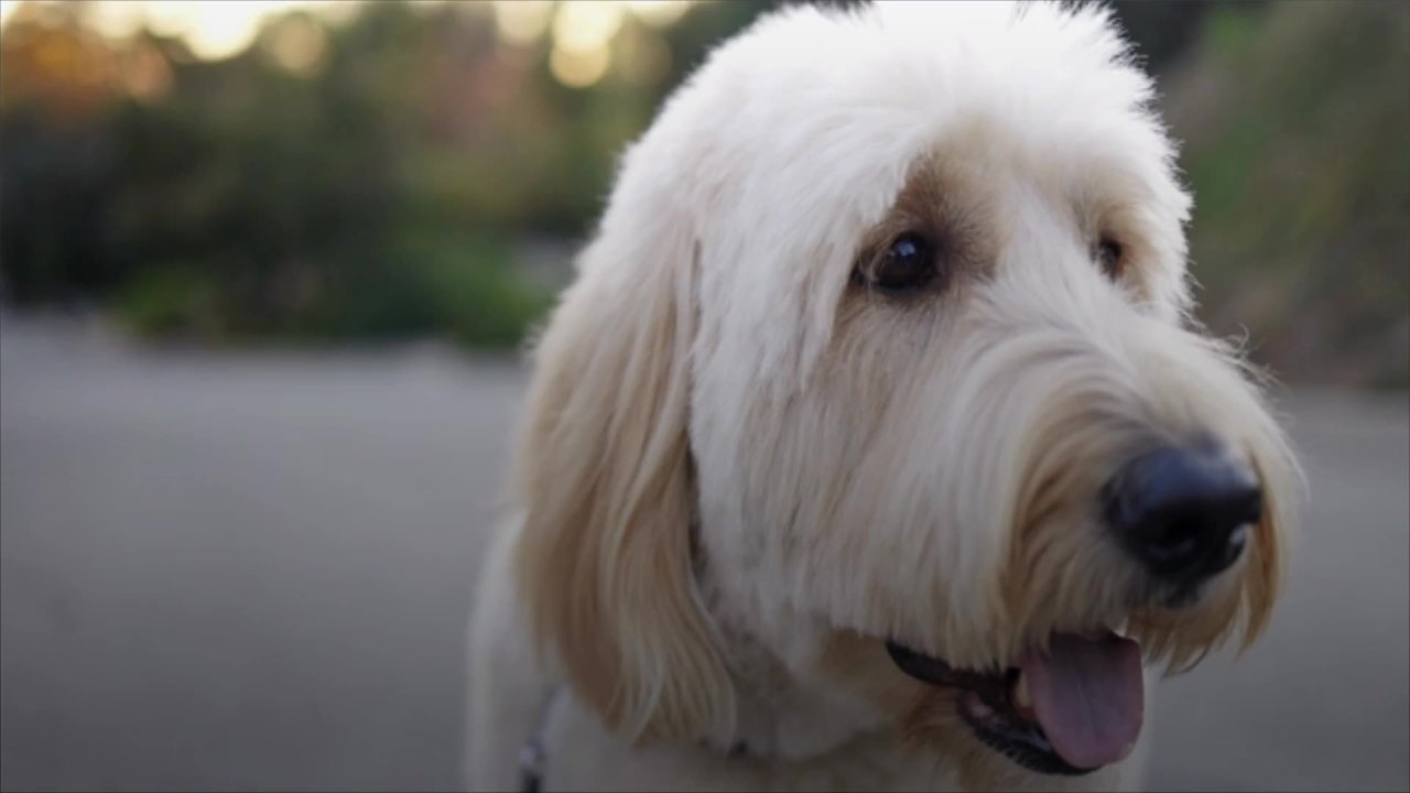 5 of the Most Adorable Goldendoodle Haircuts To Try On Your Curly-Haired  Cutie