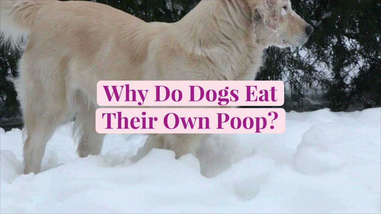 why do puppies eat their own poop