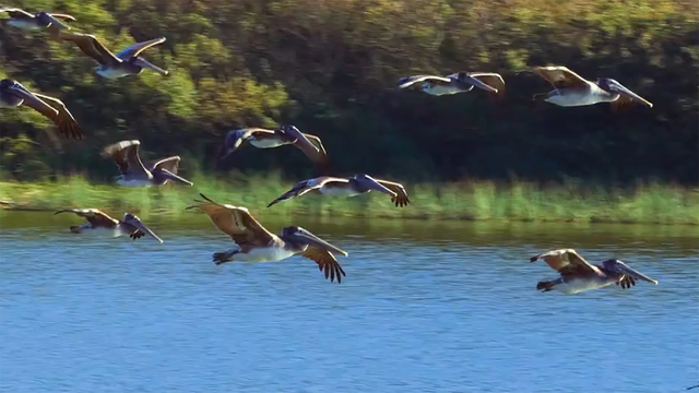 Nature: Brown Pelicans