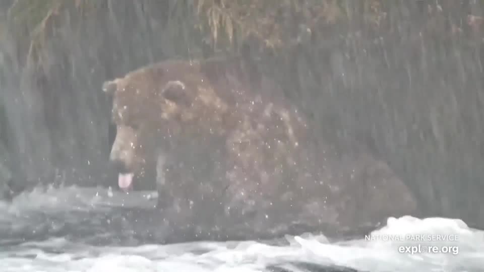 Otis the bear crowned chunk champion in Fat Bear Week