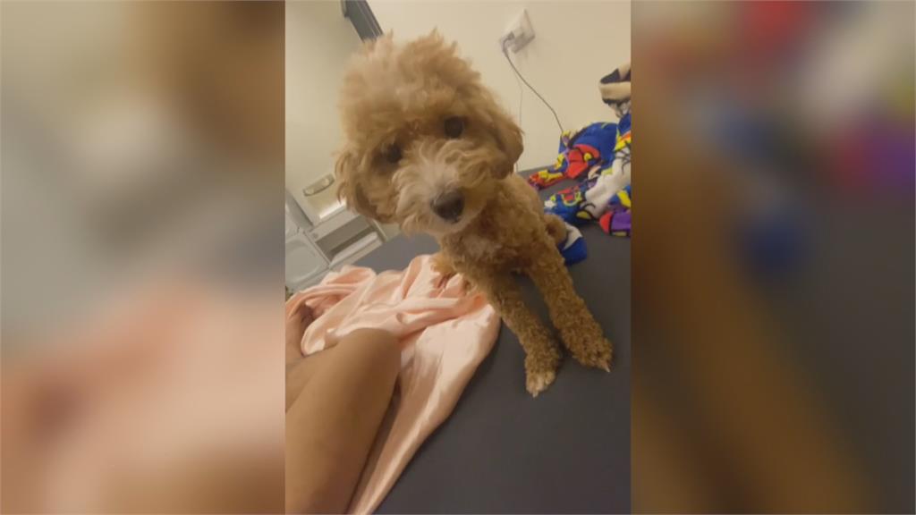 愛犬送美容院竟車禍死亡飼主含淚怒控店家