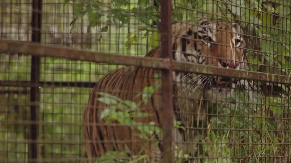 Een tijger wordt gered en vindt een nieuw thuis in Nederland