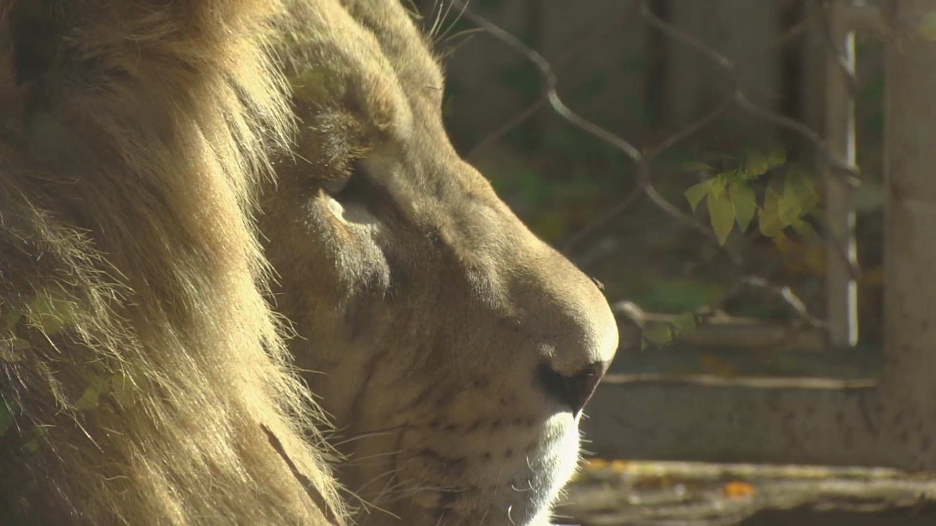 fort collins zoo s