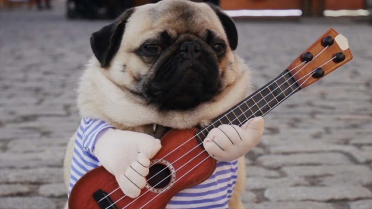 These 14 Photos of Dogs In Their Real-Life Halloween Costumes Are ...