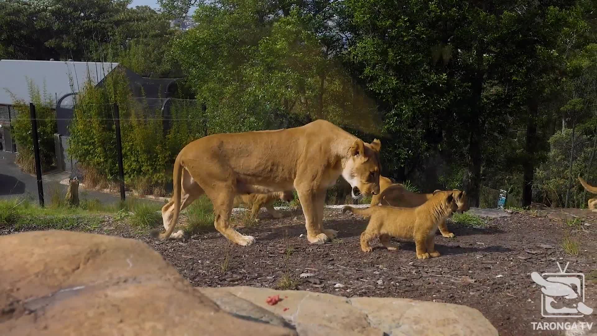 topeka zoo s 2018 lion