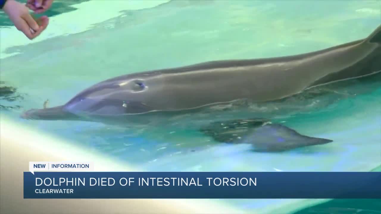 Dolphin Tale' Inspirational Star Winter The Dolphin Dies Of