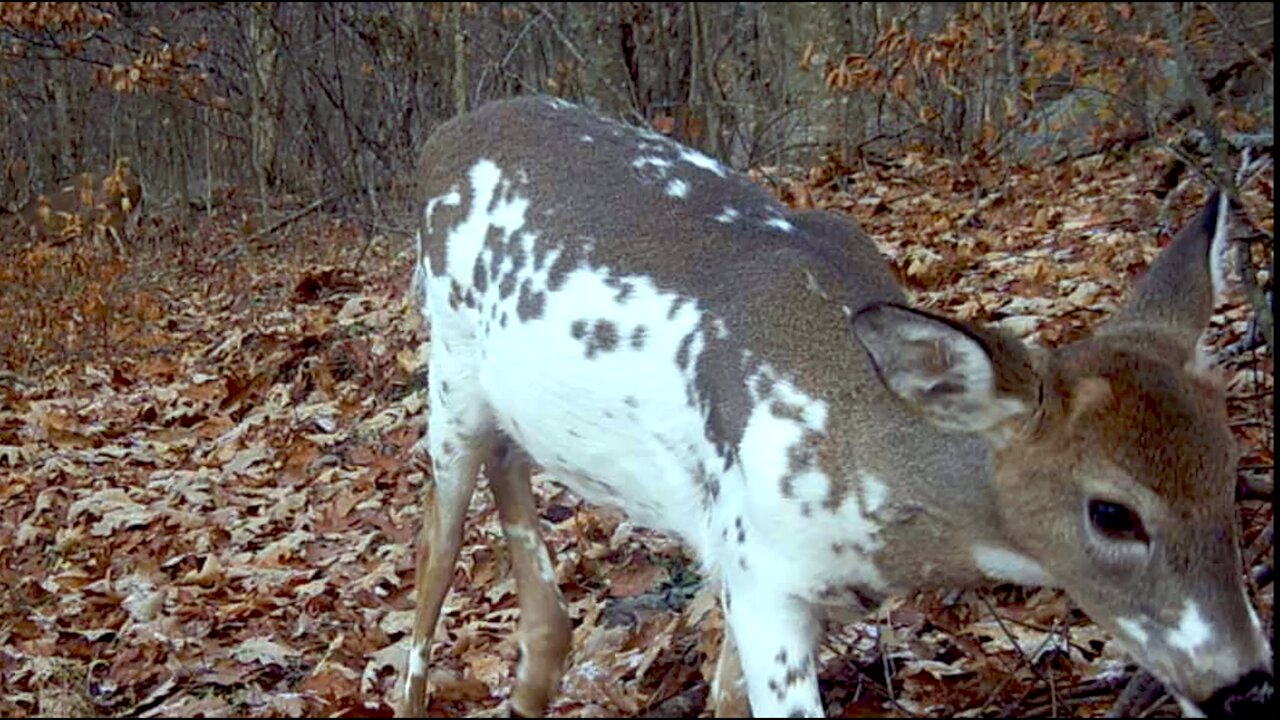 piebald bear