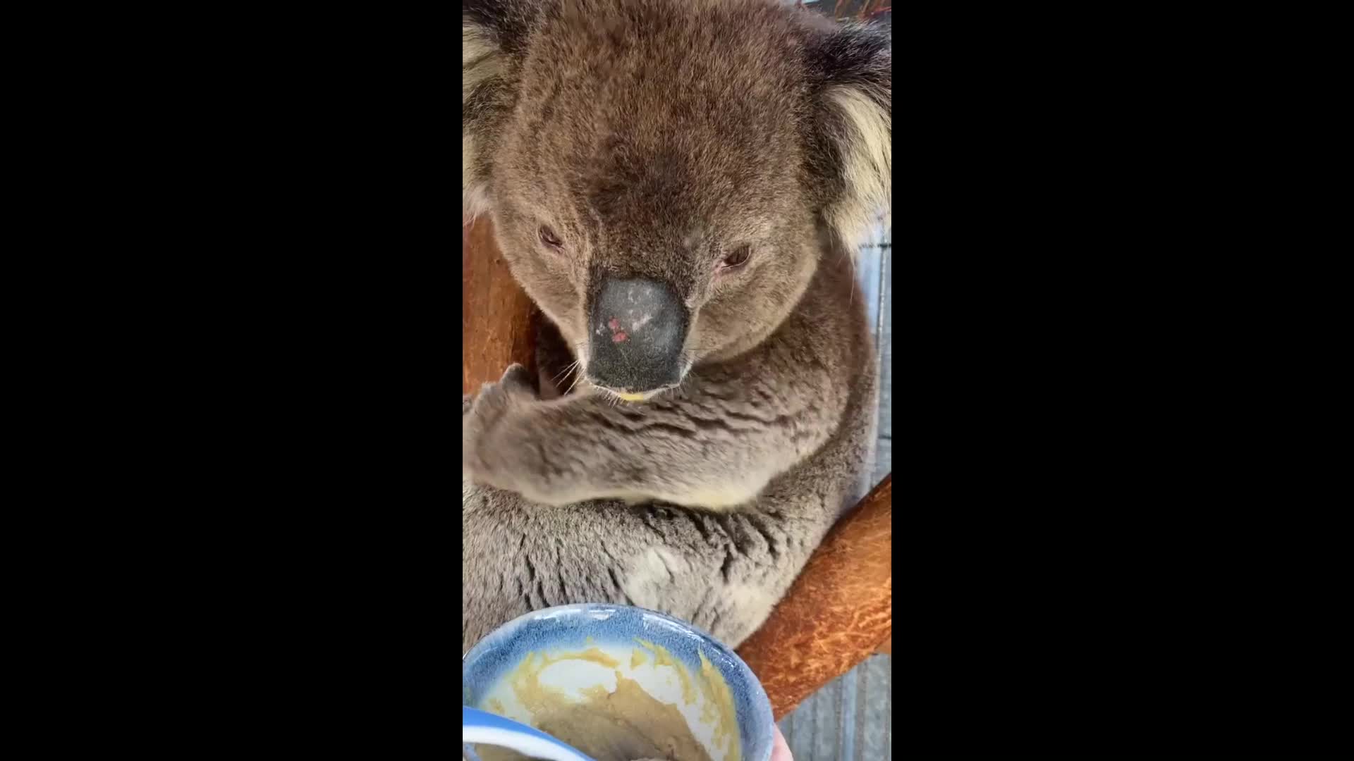 Australian Zoo Asks For Help Naming Rare White Koala, Smart News