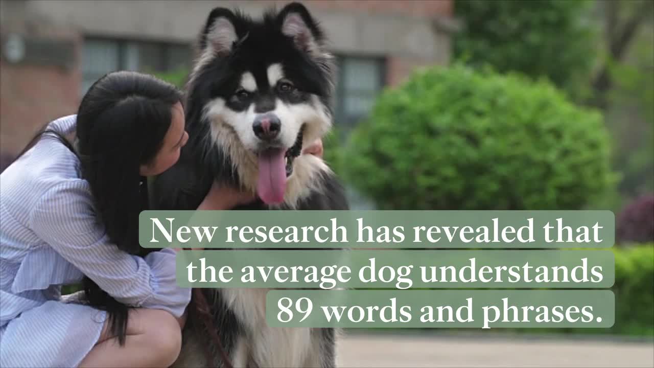 Dog news: Pets can respond to 89 distinct words on average