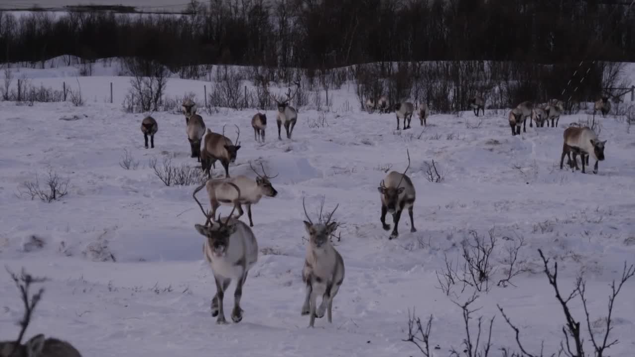 real santa and rudolph sightings