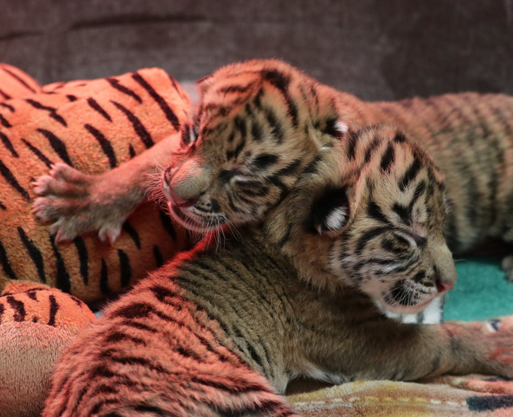 5 tiger cubs of endangered species born, increases percentage