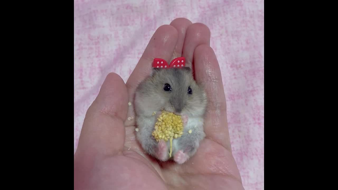 baby dwarf hamster