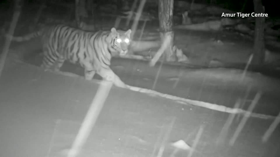 Tiger Cubs Reunite With Mum! 