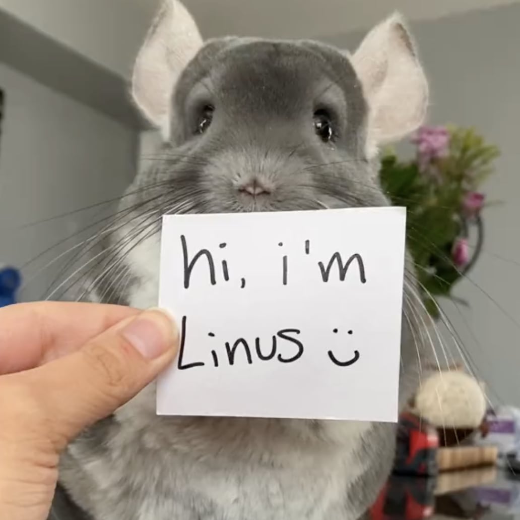 i never thought that a chinchilla can be ninjas｜TikTok Search