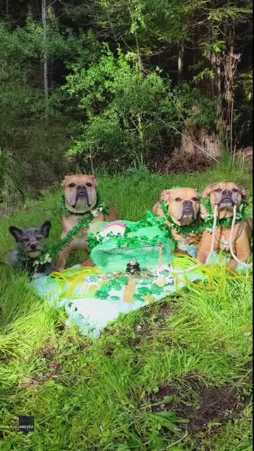 rescue-dogs-try-their-luck-at-catching-a-leprechaun