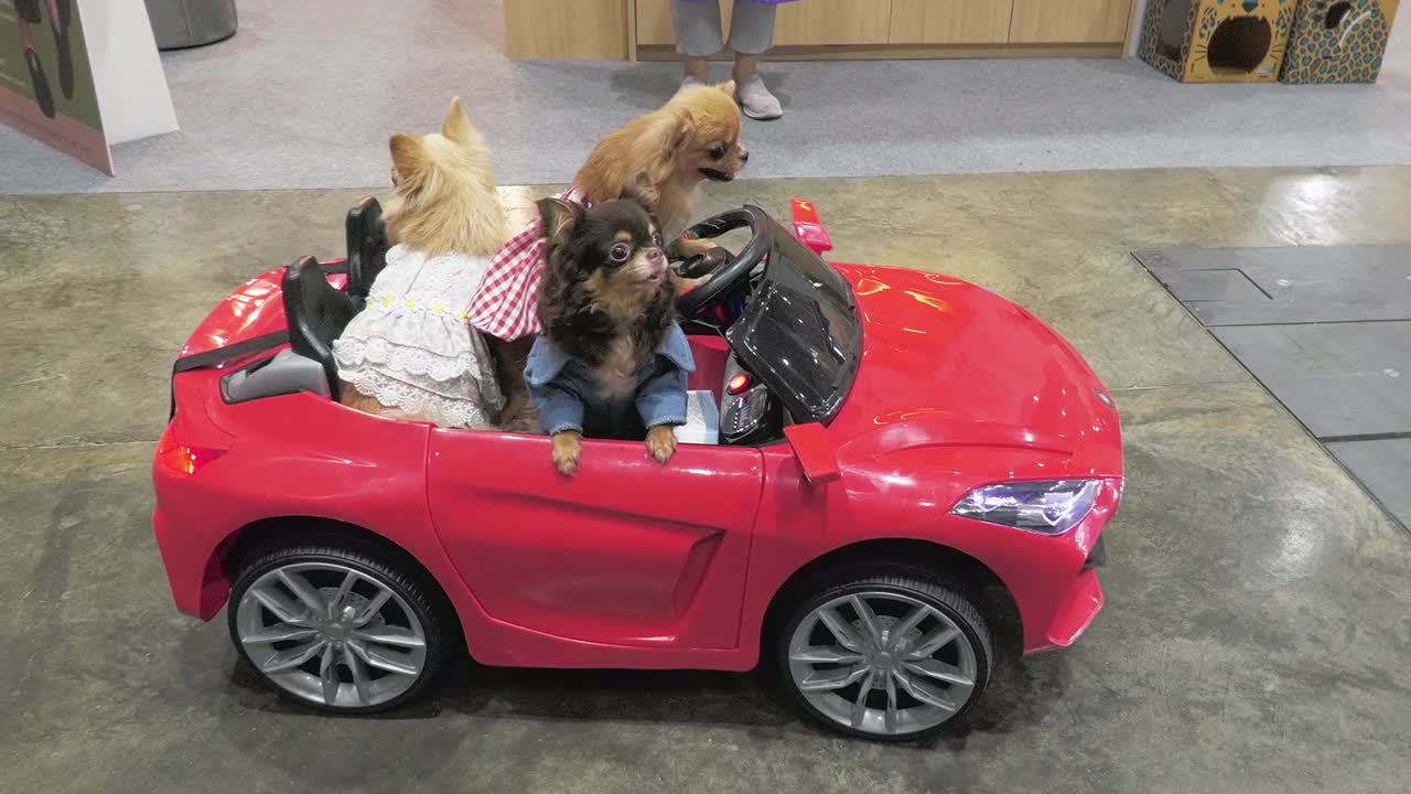 A toy car filled with dogs, cats and a parakeet star at Bangkok