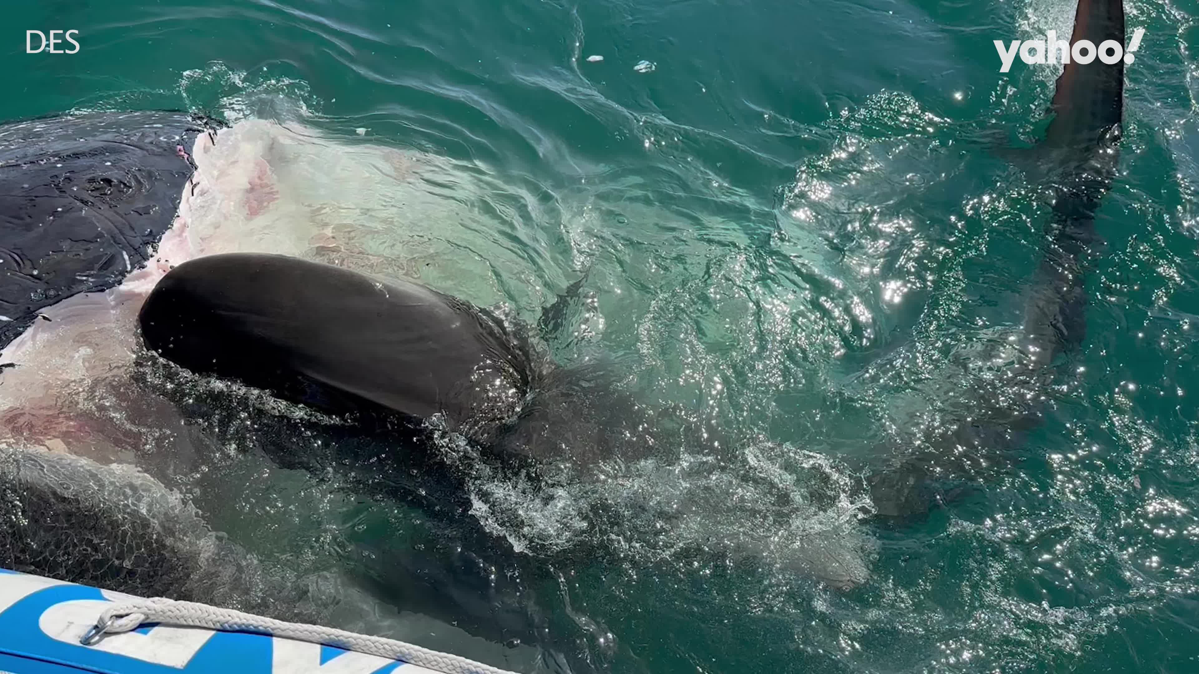 50 sharks feed on whale carcass off Queensland coast