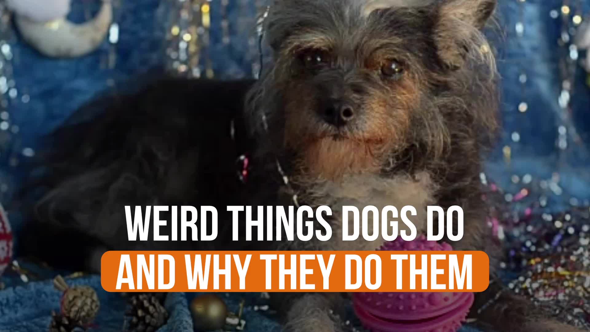 why do dogs eat weird things