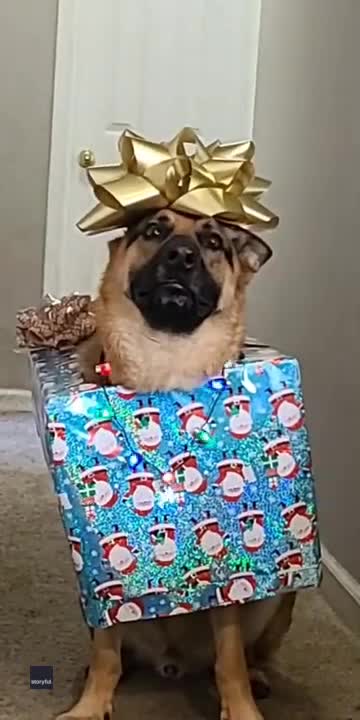 Dog Dresses Up as Christmas Present in Adorable Video: 'The Best Gift