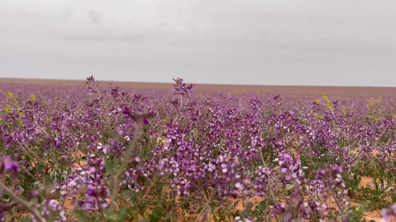 El extraordinario espectáculo de un desierto lleno de flores moradas en  Arabia Saudita