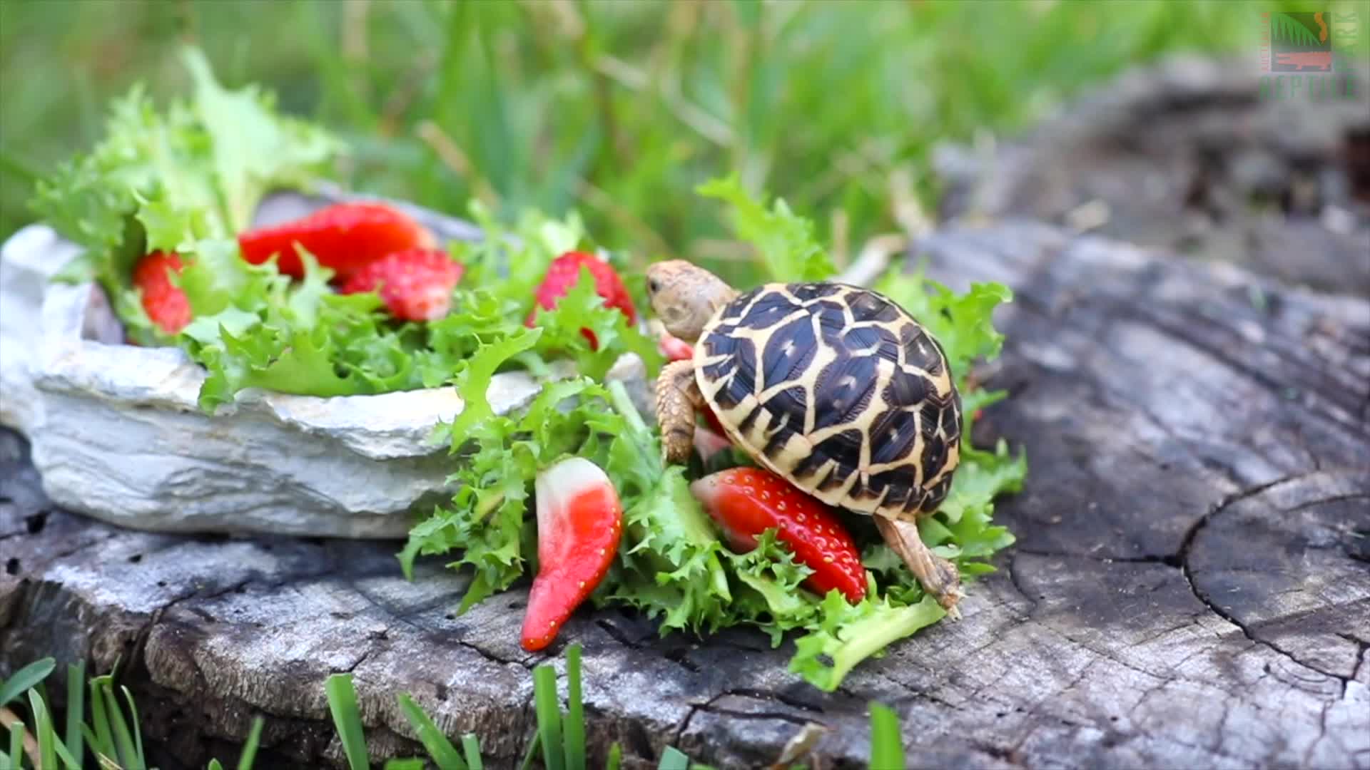 indian tortoise food list