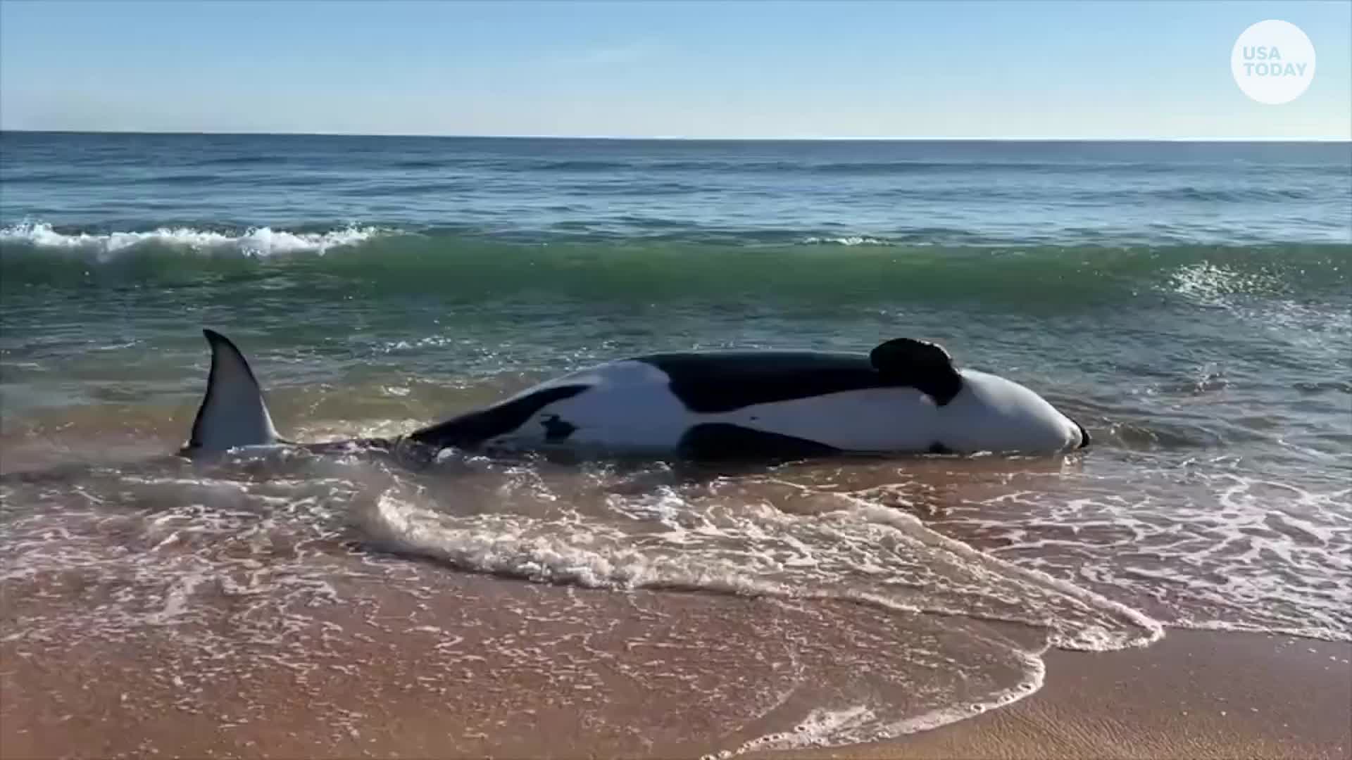 Sperm whale beached in Oregon killed by ship, feds find