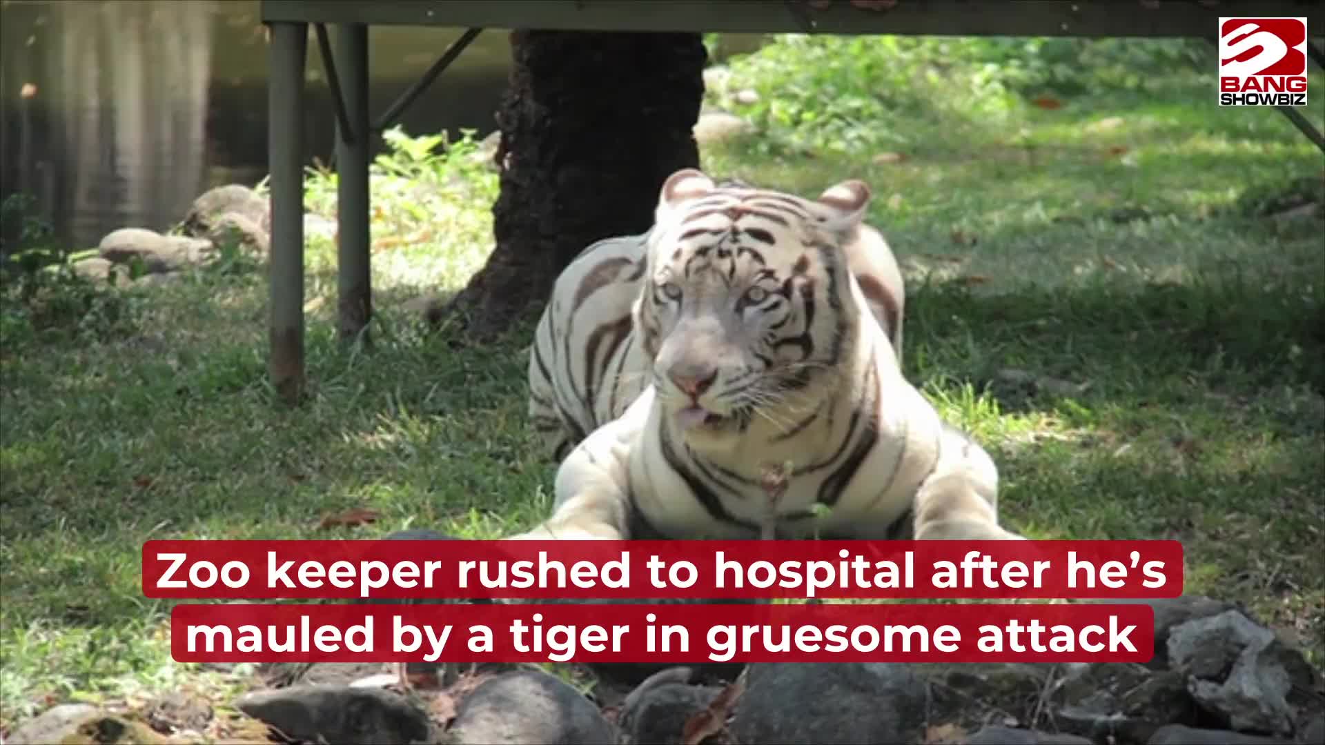 Endangered Bengal tiger cub born at Nicaragua zoo