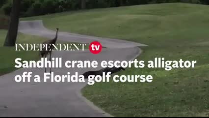 Alligator Escorts