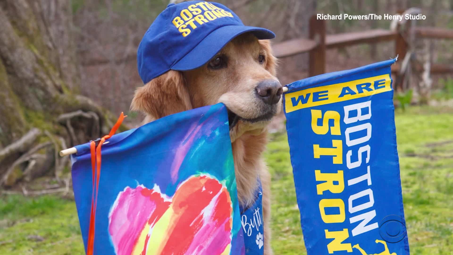 Your spirit inspired us all': Spencer, beloved Boston Marathon dog, dies  after battle with cancer – Boston 25 News