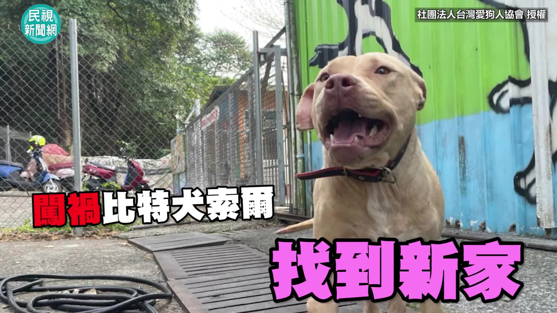 影／屏東比特犬找到新家 新主「溫馨抱睡」感動網