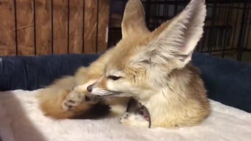 b baby fennec fox